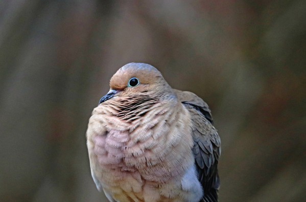 Pomp And Feathers by Deb Oppermann